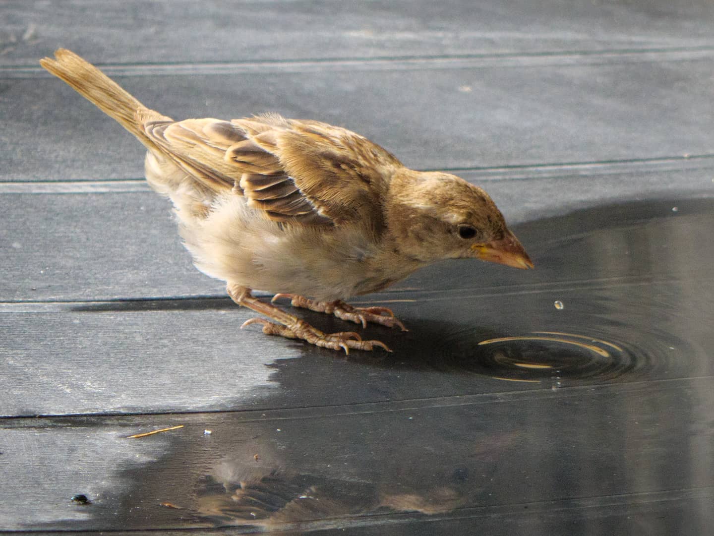 Gorriona.⠀⠀⠀.⠀⠀⠀.⠀⠀⠀.⠀⠀⠀#lumixg9 #microfourthirds #sparrow #birdphotography