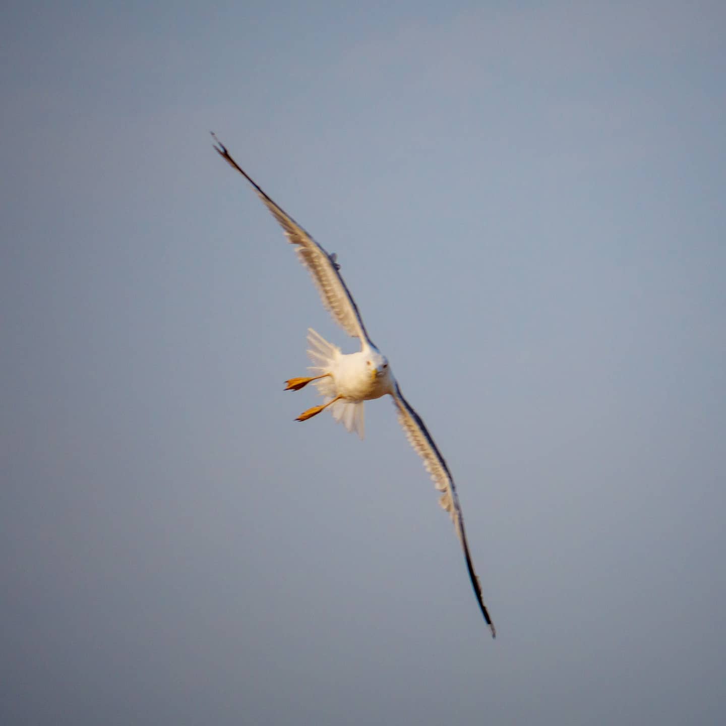 Gira a la izquierda.⠀⠀⠀.⠀⠀⠀.⠀⠀⠀.⠀⠀⠀#lumixg9 #microfourthirds #birdphotography #seagull